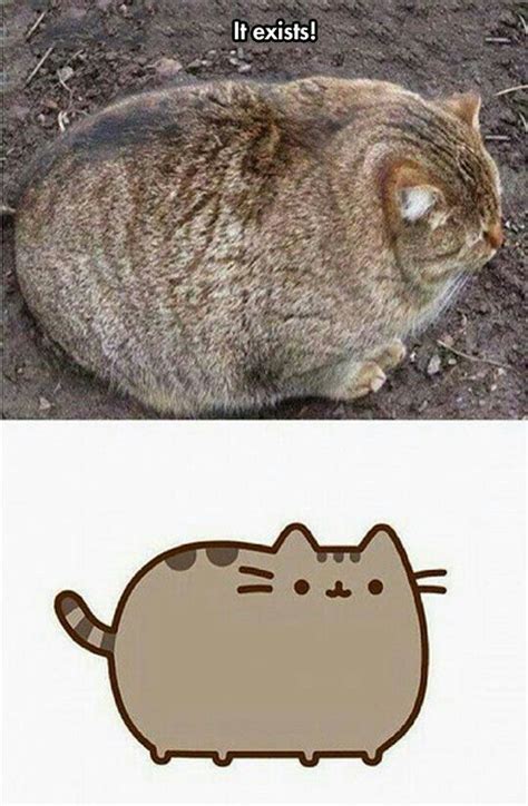 Pusheen Wiki Pusheen The Cat Amino Amino