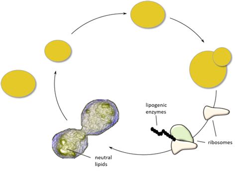 Translational Control Of Lipogenic Enzymes In The Cell Cycle Of Synchronous Growing Yeast Cells