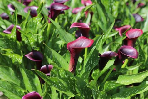 20 Gorgeous Arum Lily Varieties | Horticulture.co.uk