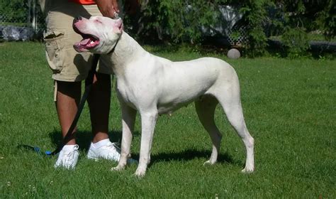 Dogo Argentino Hog Hunting - Hunting heart