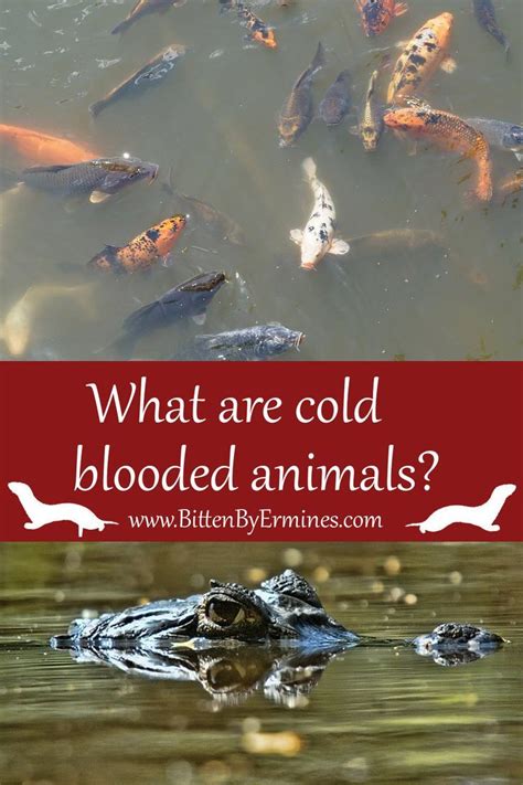 What are cold blooded animals? | Animals, Fun facts about cats, Animals ...