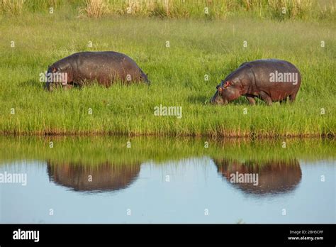 Hippopotamus Hippopotamus Amphibius Chobe River Chobe National Park