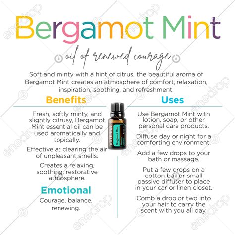 Bergamot Mint Benefits By Jan Kohler