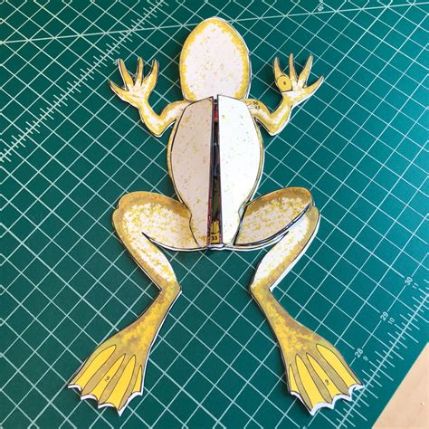 Scienstructable 3D Dissection Model Frog Vinyl Manipulative And