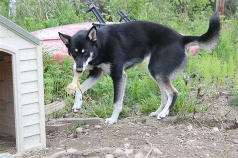 The Best Nylabone Products for Puppies - Your Dog Advisor