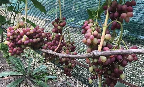 Виноград кишмиш Велес: опис сорту, фото, відгуки | Vinograd-Loza