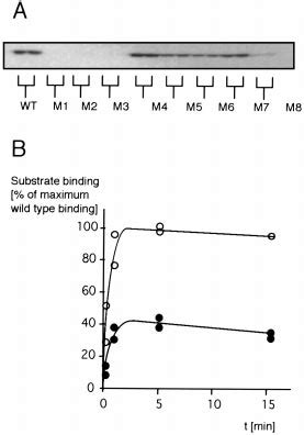 Proof of correct folding of the mutants by trapping the ester ... 