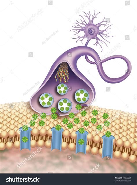 Synapse Animation