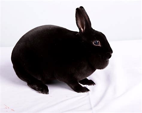 Black Mini Rex Rabbits Love My Black Otter Mini Rex Rabbit Unisex