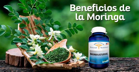 Beneficios De La Moringa Millenium Natural Systems