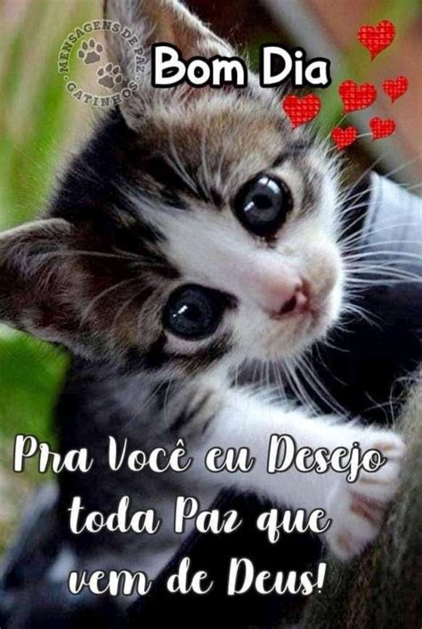 Pin de vemkomigo em Pins criados por você Gatos fofos filhotes