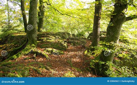 Romantic Forest Stock Photo Image Of Hiking Colour Rocks 3306562