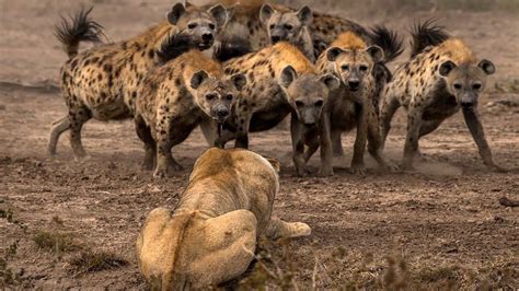 The Craziest Lion vs Hyena Fights! | Hyena, Lion, Animals wild