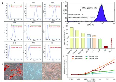 Identification Of Huc Mscs And Characterization Of Pl The