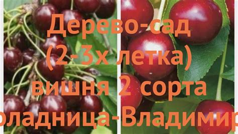 Вишня плодовая Шоколадница-Владимирская 🌿 обзор: как сажать, саженцы ...