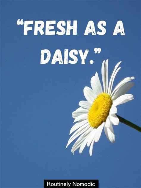 115 Daisy Quotes and Captions to Brighten Your Day - Routinely Shares