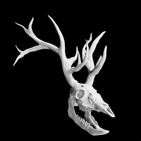 3d Deer Skull Model Turbosquid 1856391