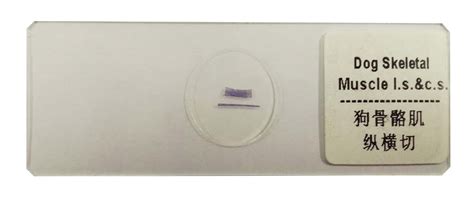 DM350-C HDMI Digital Eyepiece Camera_Microscope X