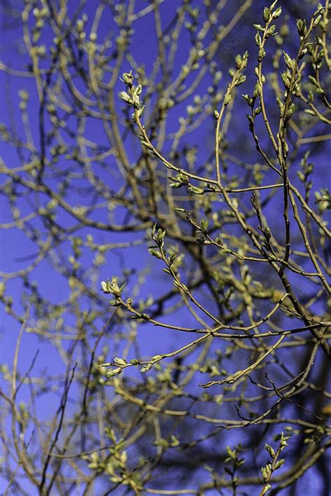 Fondo Brotes Frescos Hojas Y Ramas Un Signo De La Primera Primavera