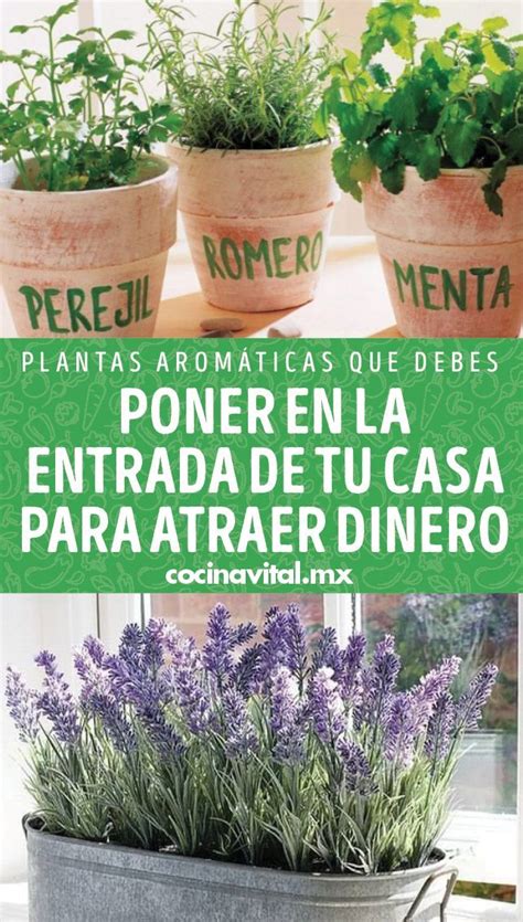 Plantas Aromáticas Que Debes Poner En La Entrada De Tu Casa Para Atraer