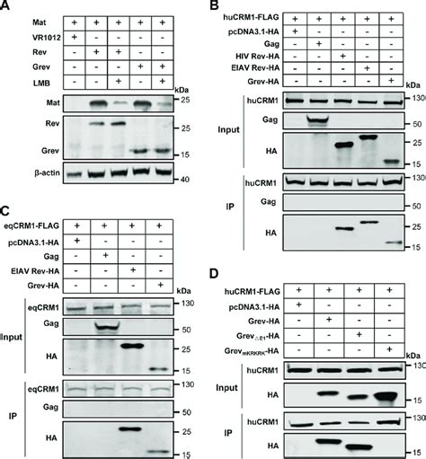 Interaction Of Grev With Chromosome Region Maintenance 1 Crm1 A