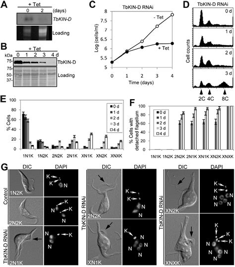 subpellicular microtubule | Semantic Scholar