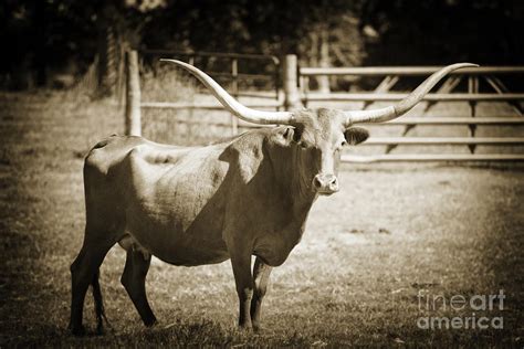 Texas Longhorn Cattle In A Pasture In Sepia 3094 01 Photograph By M K Miller Fine Art America