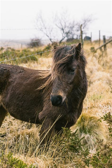 "Wild Dartmoor Pony" by Stocksy Contributor "Agencia" - Stocksy