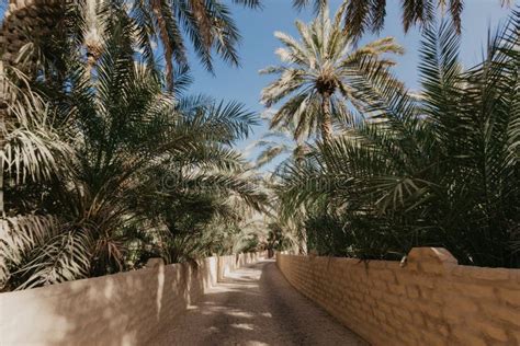 View of the Unesco Enlisted Oasis in Al Ain, UAE Stock Photo - Image of ...