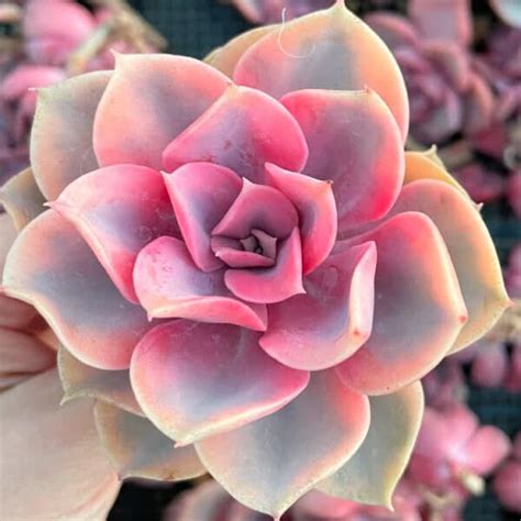 Echeveria Rainbow Cuidados Y Reproducci N Th Suculentas