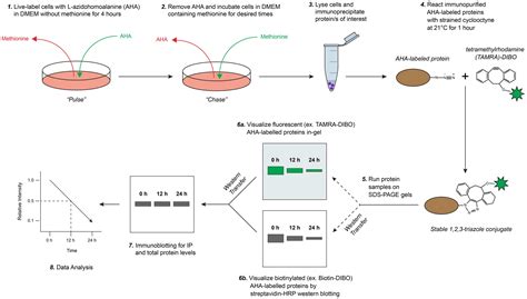 Frontiers Spaac Pulse Chase A Novel Click Chemistry Based Method To