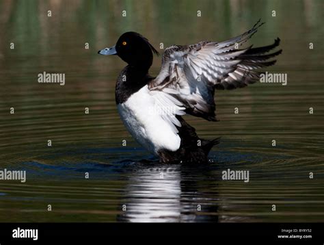 male tufted duck Stock Photo - Alamy