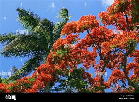 Royal Poinciana Tree In Blossom Stock Photo Alamy