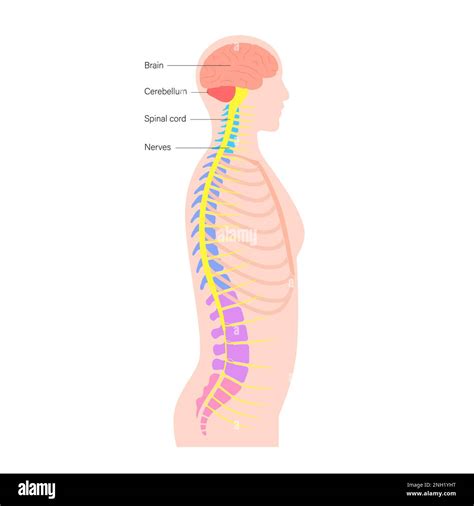 Anatomie de la moelle épinière illustration Photo Stock Alamy