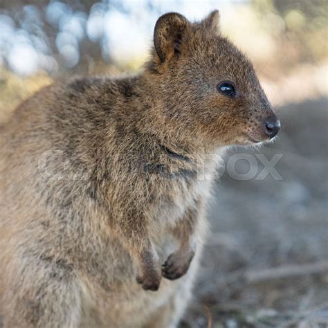 Wildlife of Australia | Stock image | Colourbox