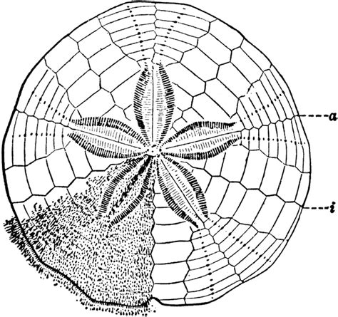 Sand Dollar Anatomy - Anatomical Charts & Posters