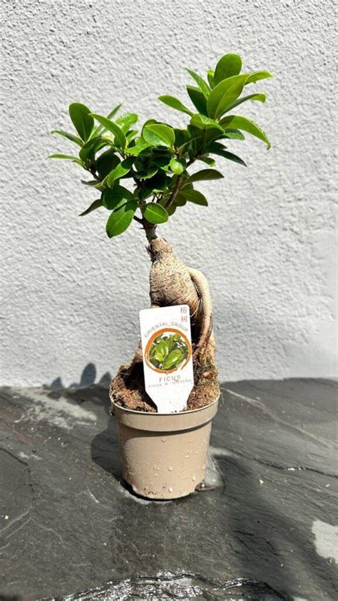 Фікус бонсай Гінсенг Мікрокарпа (Ficus Ginseng Microcarpa), 9*30 см ...