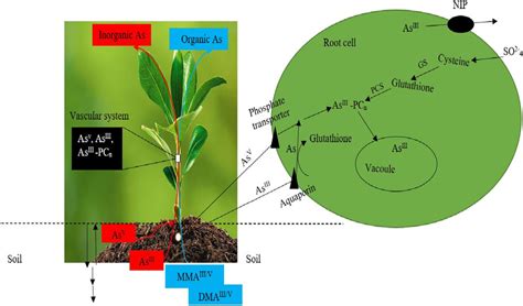 Diagrammatic Representation Of Uptake Pathway Detoxification And