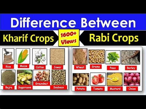 Diferencia Entre Los Cultivos Kharif Y Rabi Con Cuadro Comparativo