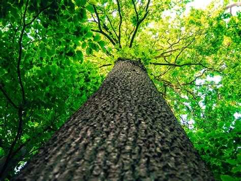 Tronc D Arbre Cime Des Arbres Photo Gratuite Sur Pixabay Pixabay