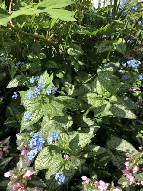 Brunnera Silver Heart | Plants, Garden, Silver heart