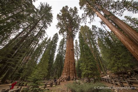 General Sherman Tree Scale