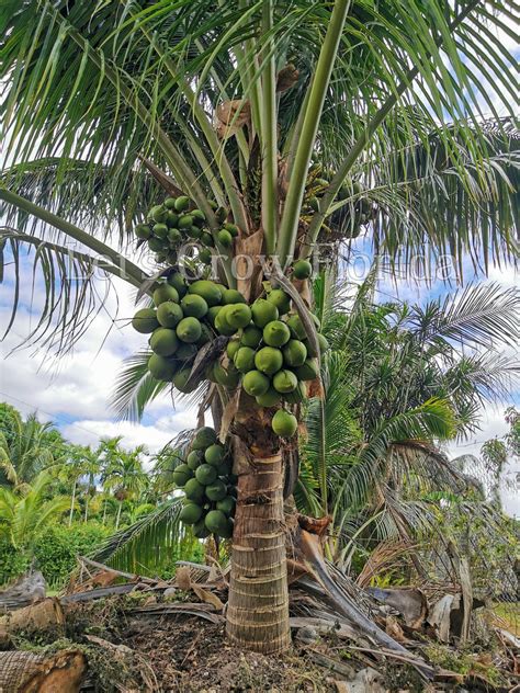 Jamaican Malayan Dwarf Coconut Seed Cocos Nucifera Tropical Palm Tre