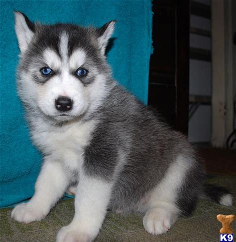 Siberian Husky Puppy For Sale Purebred Siberian Husky Puppies For Sale