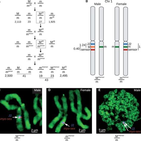 Myo Sex Hybridizes To The Location Of The A Aegypti M Locus And Can