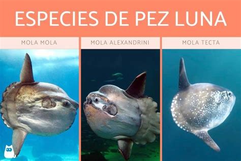 Hechos Del Pez Luna