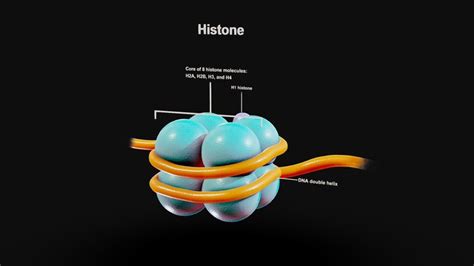 Chromosome 3D models - Sketchfab