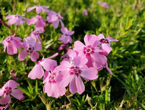 Floks Szydlasty Spring Lilac Phlox Subulata Albamar