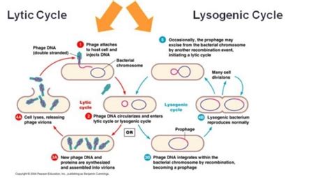 Lysogenic and lyctic cycles - MICROBIOLOGY