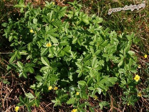 Лапчатка: посадка и уход, фото, применение в ландшафтном дизайне